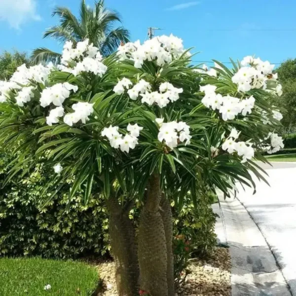 Buy Pachypodium Lamerei, Madagascar Palm - Plant from Nursery Nisarga