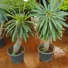 Buy Pachypodium Lamerei, Madagascar Palm - Plant from Nursery Nisarga