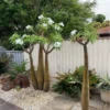 Buy Pachypodium Lamerei, Madagascar Palm - Plant from Nursery Nisarga