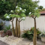 Buy Pachypodium Lamerei, Madagascar Palm - Plant from Nursery Nisarga