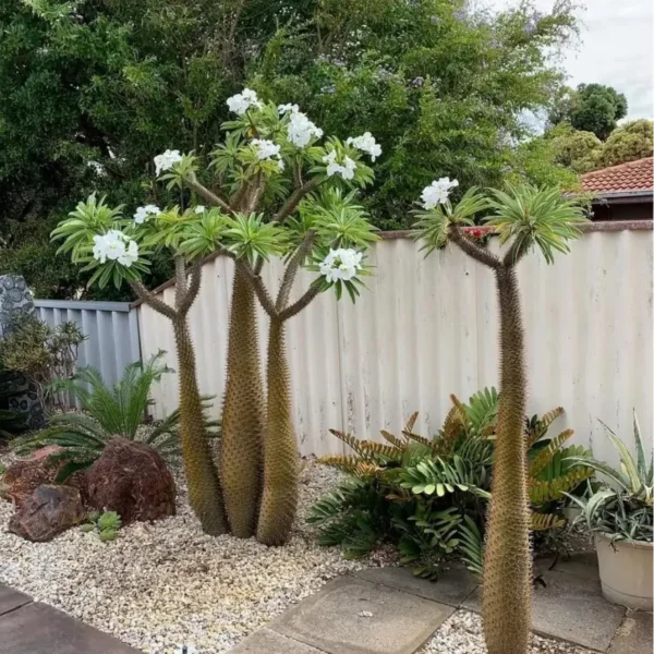 Buy Pachypodium Lamerei, Madagascar Palm - Plant from Nursery Nisarga