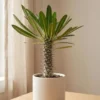 Buy Pachypodium Lamerei, Madagascar Palm - Plant from Nursery Nisarga