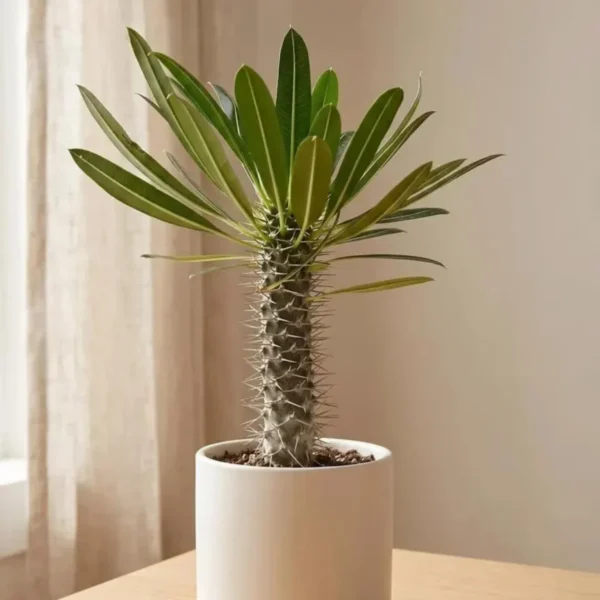 Buy Pachypodium Lamerei, Madagascar Palm - Plant from Nursery Nisarga