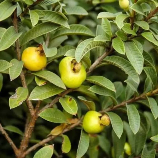 Buy Chinese Guava - Amrud Fruit Plant from Nursery Nisarga