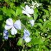 Buy Plumbago Auriculata - Nursery Nisarga