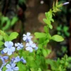 Buy Plumbago Auriculata - Nursery Nisarga