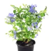 Buy Plumbago Auriculata - Nursery Nisarga