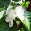 Buy L49 White Guava, Amrud Plant - Nursery Nisarga