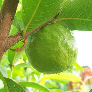 Buy Safeda Guava Plant - Nursery Nisarga