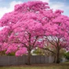 Buy Exotic Tabebuia Rosea, Pink poui trumpet tree - online at Nursery Nisarga