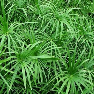 Buy Umbrella Palm Plant (Papyrus Palm), Cyperus Alternifolius - Nursery Nisarga