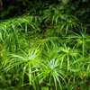 Buy Umbrella Palm Plant (Papyrus Palm), Cyperus Alternifolius from nursery nisarga