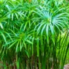 Buy Umbrella Palm Plant (Papyrus Palm), Cyperus Alternifolius from nursery nisarga