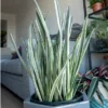 Buy SNAKE PLANT 'BENTEL SENSATION'' (SANSEVIERIA) - Nursery Nisarga