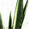 Buy SNAKE PLANT 'BENTEL SENSATION'' (SANSEVIERIA) - Nursery Nisarga