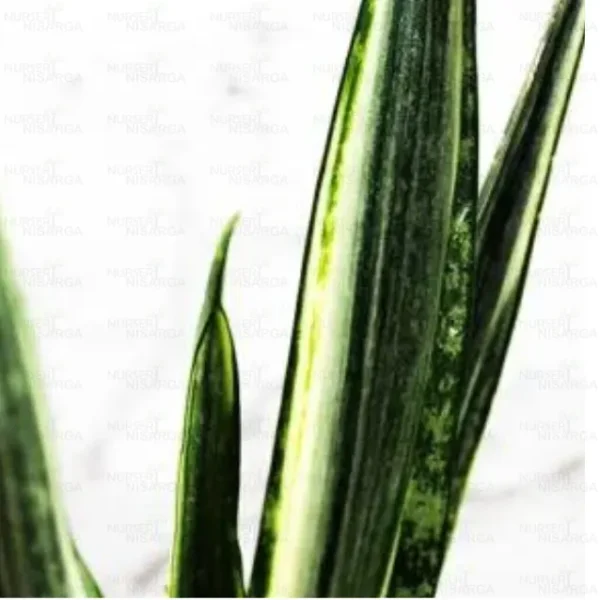 Buy SNAKE PLANT 'BENTEL SENSATION'' (SANSEVIERIA) - Nursery Nisarga