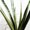 Buy SNAKE PLANT 'BENTEL SENSATION'' (SANSEVIERIA) - Nursery Nisarga