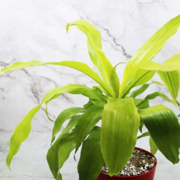 Buy Dracaena limelight Plant - Nursery Nisarga