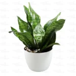 Buy Premium Sansevieria Robusta Plant online - Nursery Nisarga