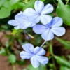 Buy Plumbago Auriculata - Nursery Nisarga