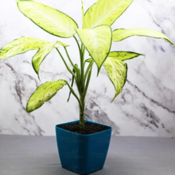 Buy Dieffenbachia Maculata - plant online - Nursery Nisarga