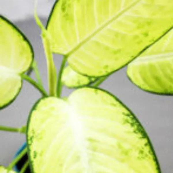 Buy Dieffenbachia Maculata - plant online - Nursery Nisarga