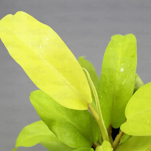 Buy Ficus Prestige Plant - Nursery Nisarga