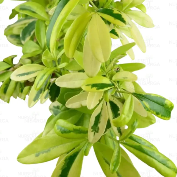 Buy Variegated Lemonia Plant Online At Nursery Nisarga