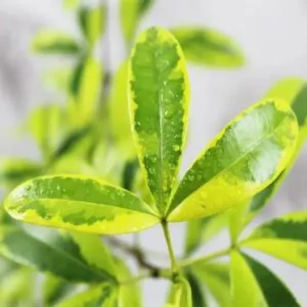 Buy Variegated Lemonia Plant Online At Nursery Nisarga