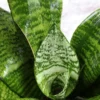 Buy Premium Sansevieria Robusta Plant online - Nursery Nisarga