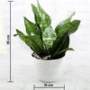 Buy Premium Sansevieria Robusta Plant online - Nursery Nisarga