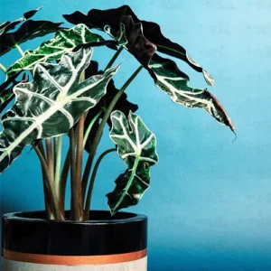 Buy Alocasia Polly Plant, Alocasia x amazonica 'Polly', Elephant Ear Plant - Nursery Nisarga