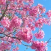 Buy Exotic Tabebuia Rosea, Pink poui trumpet tree - online at Nursery Nisarga