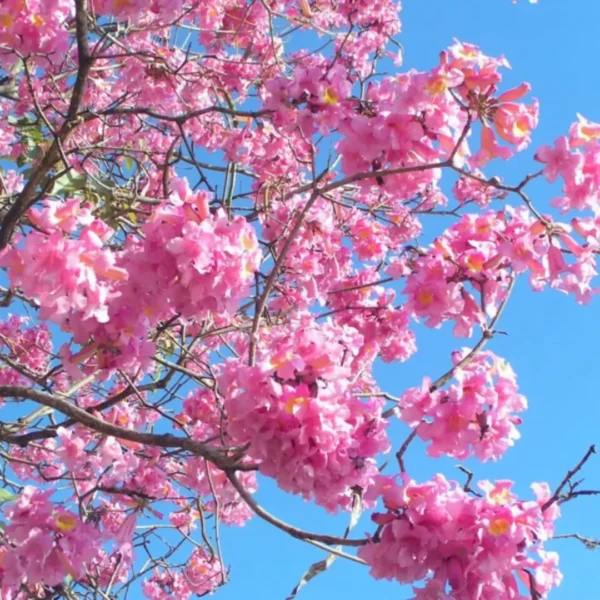 Buy Exotic Tabebuia Rosea, Pink poui trumpet tree - online at Nursery Nisarga