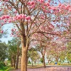 tabebuia rosea, pink trumpet treee buy onlne