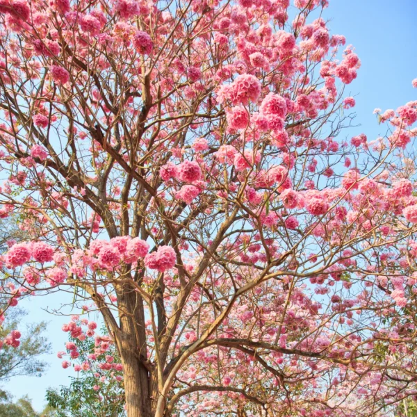tabebuia rosea, pink trumpet treee buy onlne