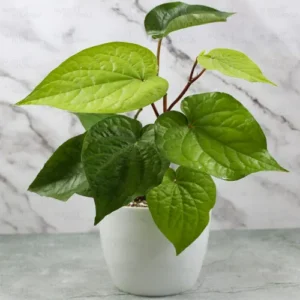 Buy Betel Leaf Plant (Paan) - Nursery Nisarga