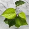 Buy Betel Leaf Plant (Paan) - Nursery Nisarga