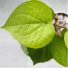 Buy Betel Leaf Plant (Paan) - Nursery Nisarga