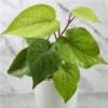 Buy Betel Leaf Plant (Paan) - Nursery Nisarga