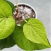 Buy Betel Leaf Plant (Paan) - Nursery Nisarga