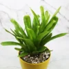 Buy Bromeliad Matchstick Plant Online At Nursery Nisarga