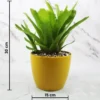 Buy Bromeliad Matchstick Plant Online At Nursery Nisarga