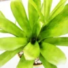 Buy Bromeliad Matchstick Plant Online At Nursery Nisarga