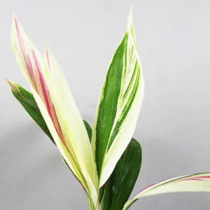 Buy Cordyline fruticosa Plant Online At Nursery Nisarga