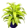 Buy Dracaena Limelight from Nursery Nisarga
