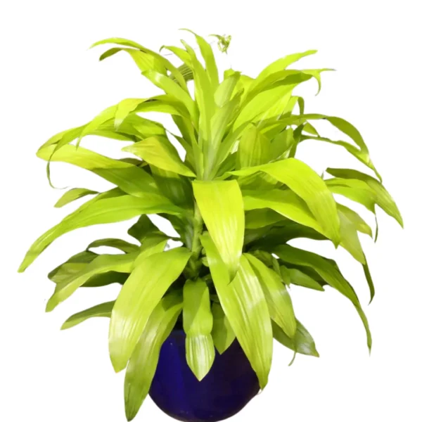 Buy Dracaena Limelight from Nursery Nisarga