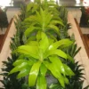 Buy Dracaena Limelight from Nursery Nisarga