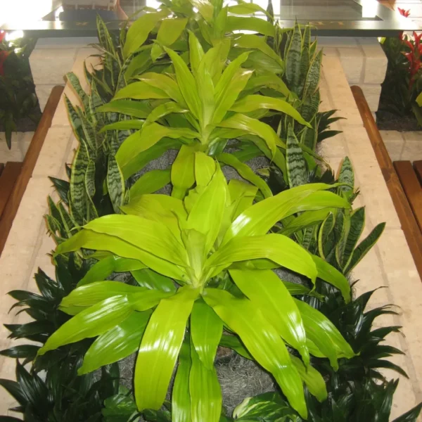 Buy Dracaena Limelight from Nursery Nisarga