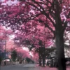 tabebuia rosea, pink trumpet treee buy onlne